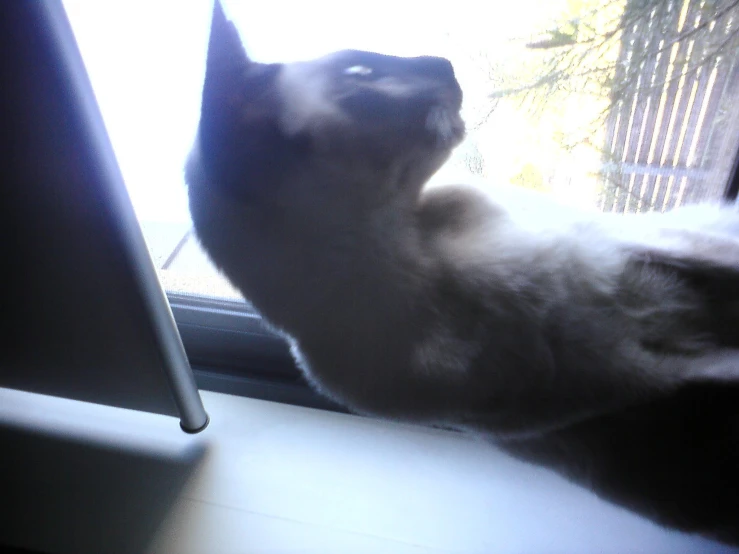 a white and gray cat is sticking its head out the window