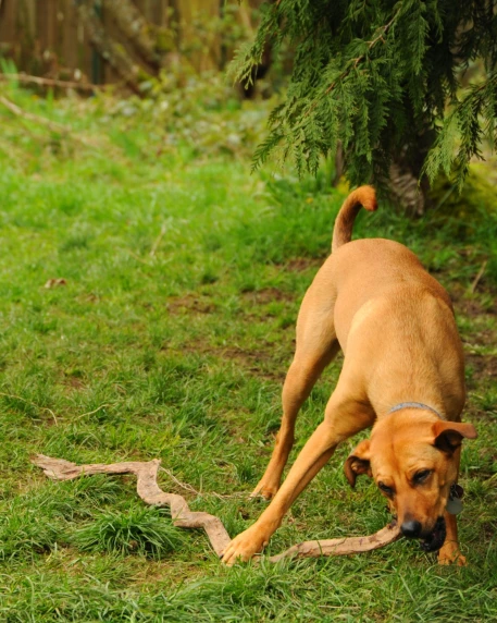 a dog that is eating some grass and a tree