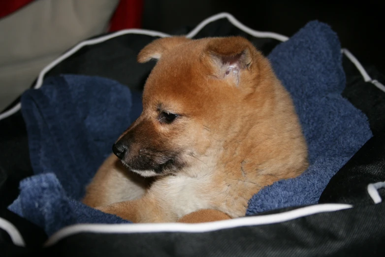 a dog laying down in a bed on a blanket