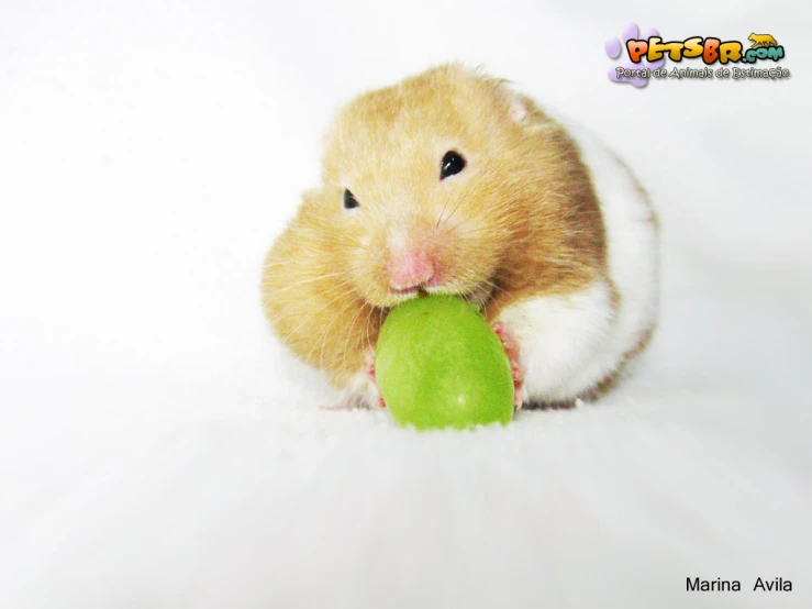a small hamster eating a green ball