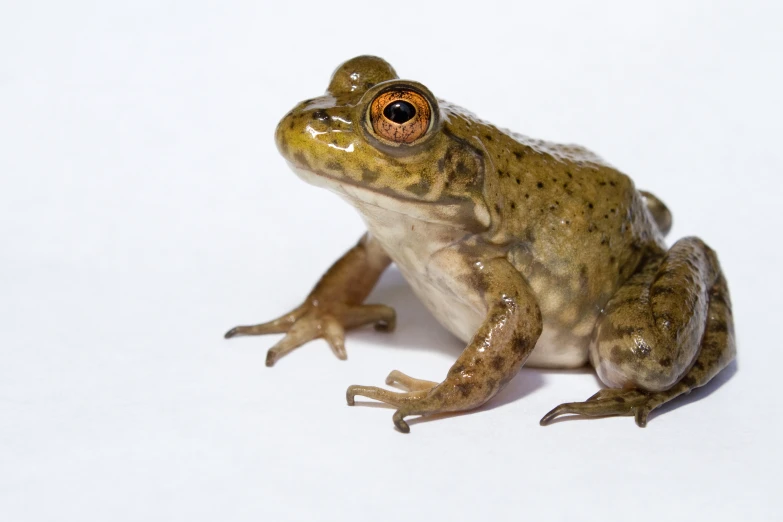 a frog is sitting on a white surface