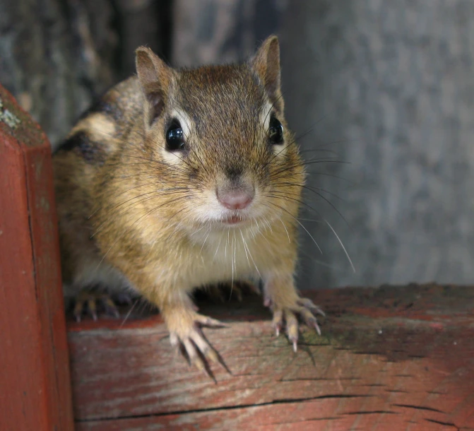 a close up po of a rodent looking into the camera