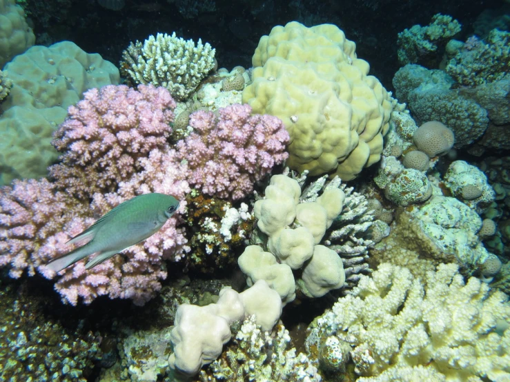 an image of corals and algae in the ocean