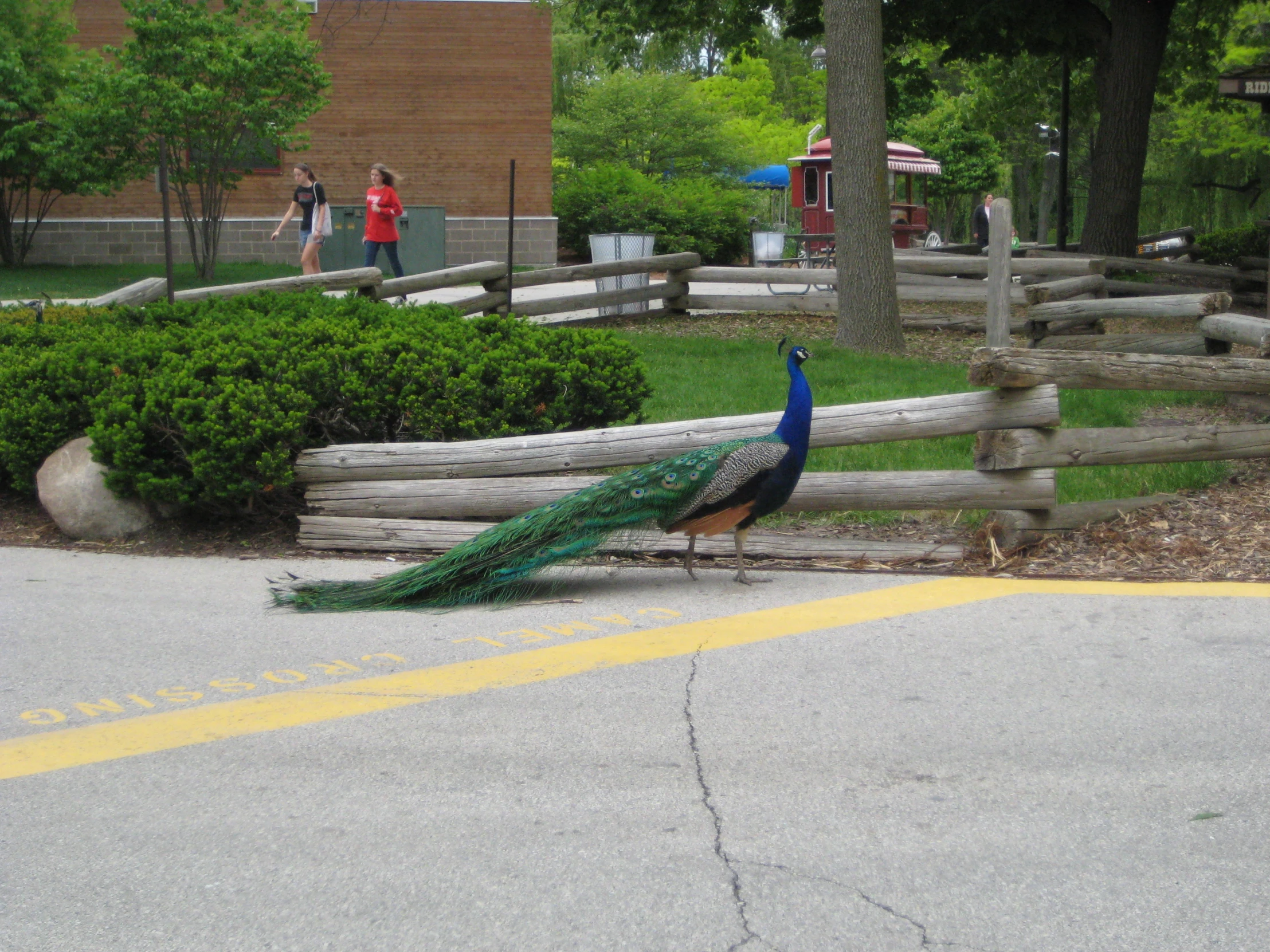 a peacock standing in front of a wood fence