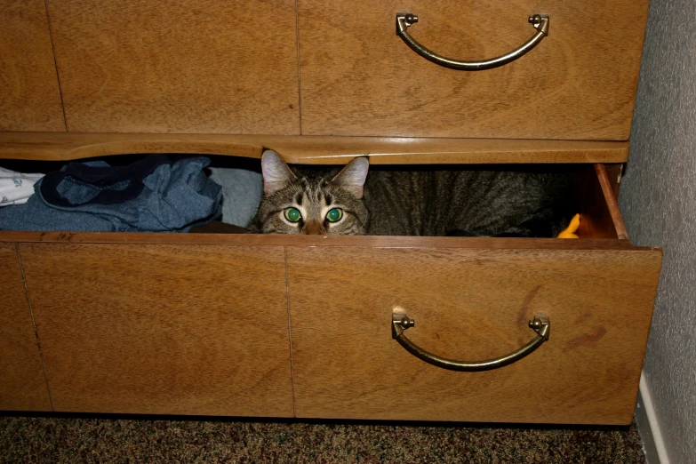 a cat peeking through a wooden drawer