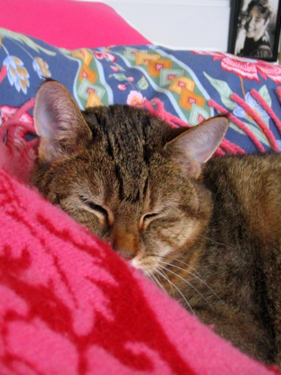 the sleeping cat is on top of a comforter