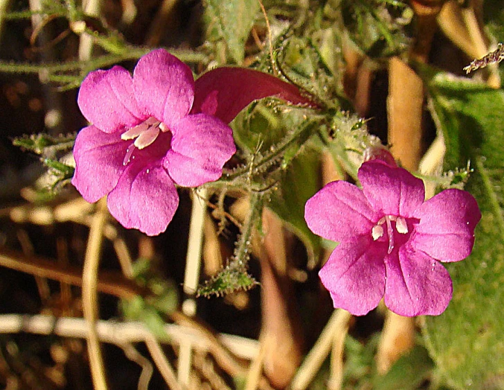 pink flowers on the stem of a plant