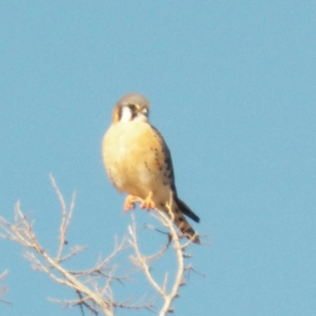 a small bird perched on the tip of a tree