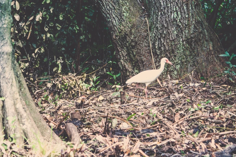 a white bird on the ground near a tree