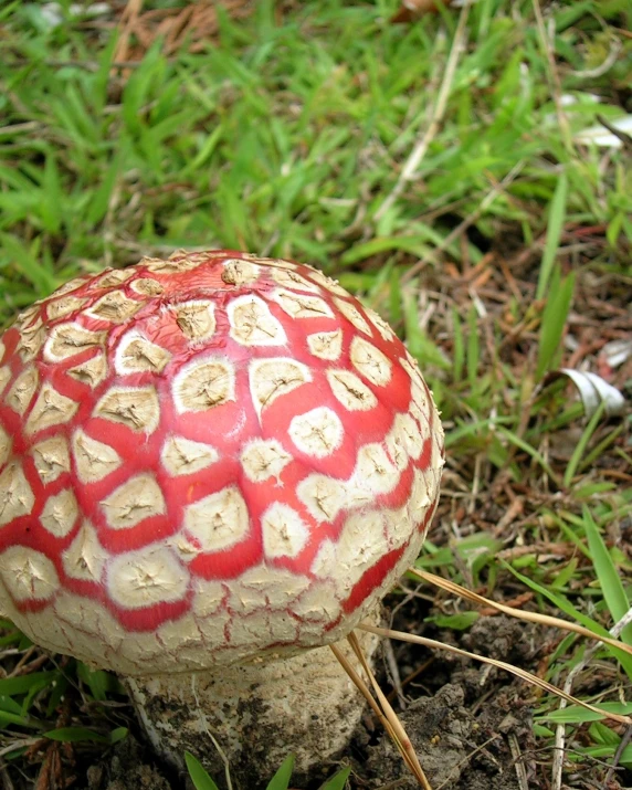 a brown and white mushroom is sitting on the ground