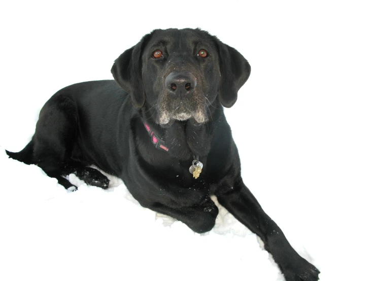 a dog laying down on the floor in the snow