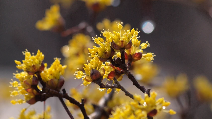 the nch with yellow flowers is blooming next to the leaves