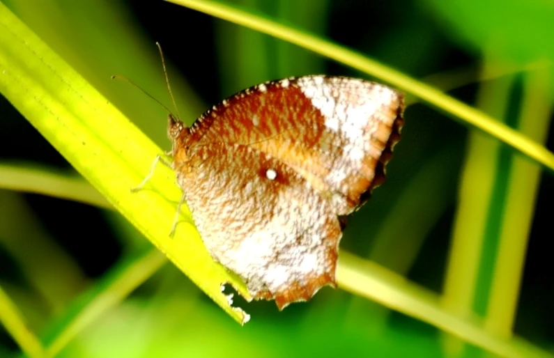 an insect sitting on top of green grass