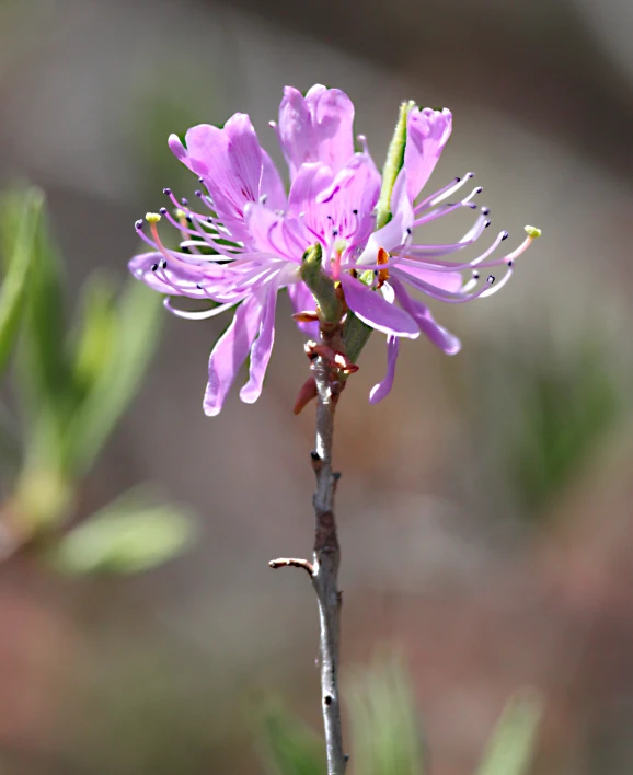 there is a purple flower with long stems on it