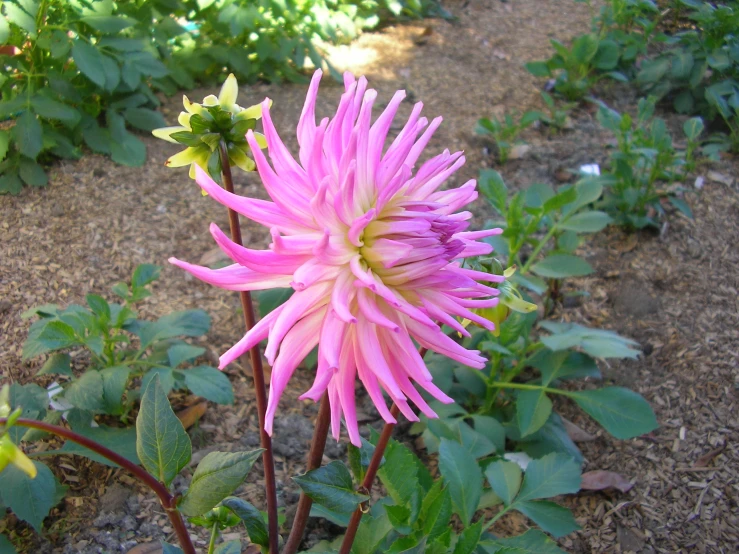 there is a pink flower in the foreground