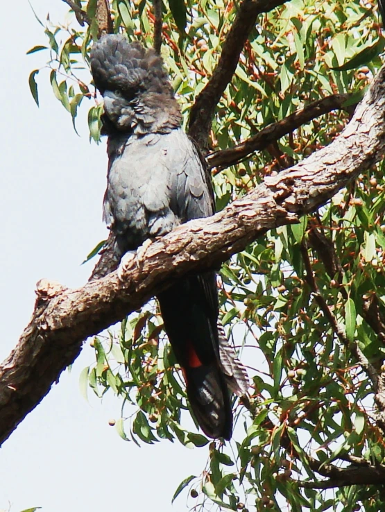 a bird perched on a nch in the tree