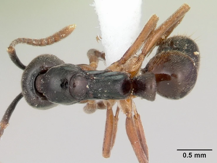 a close up of a jumping spider with small white tips