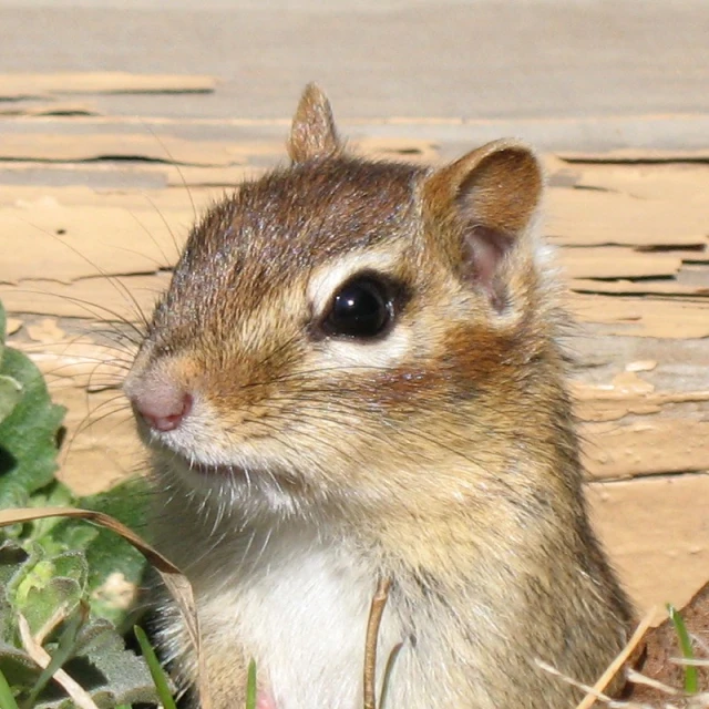 a rodent stands in grass and plants to look at