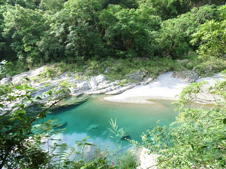 a small river surrounded by lush green trees