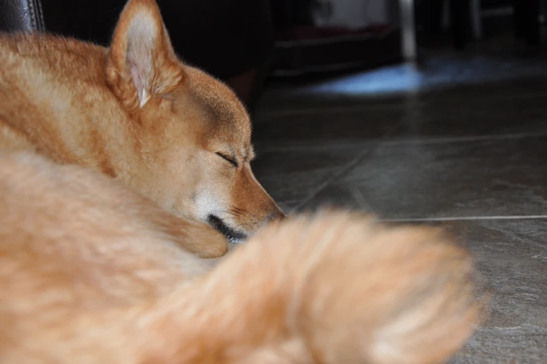 a dog laying on the floor sleeping next to a couch