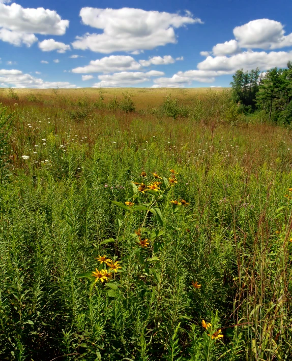 a large field with yellow and green flowers