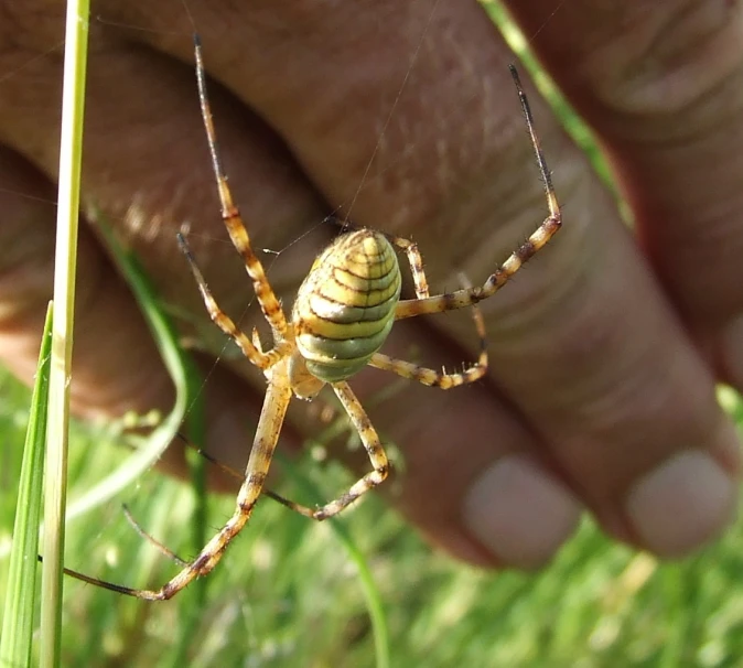 someone is holding a spider while sitting in the grass