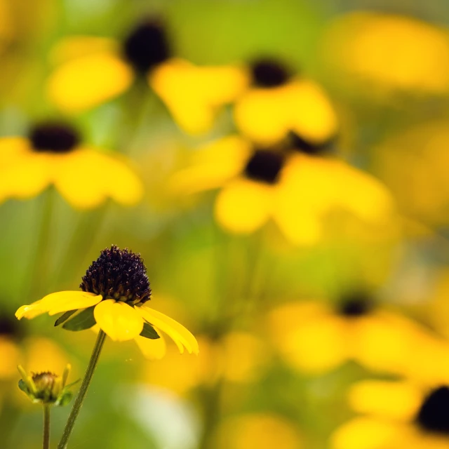 an orange erfly perched on top of a yellow flower