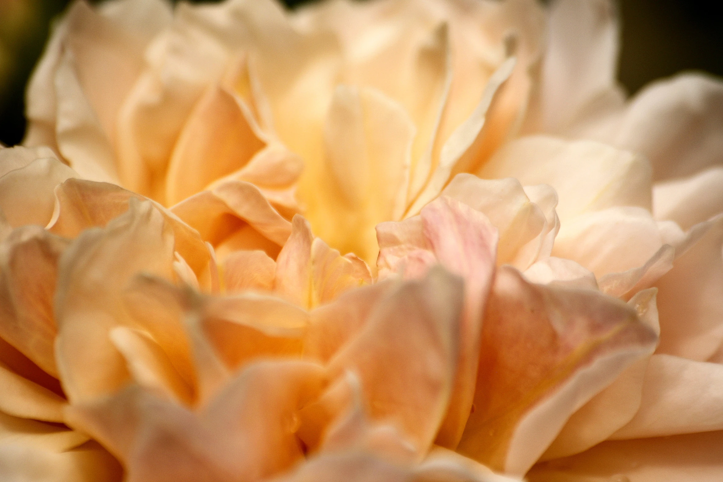 a pink flower with some yellow flowers growing on it