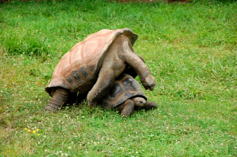 an image of a baby tortoise laying down