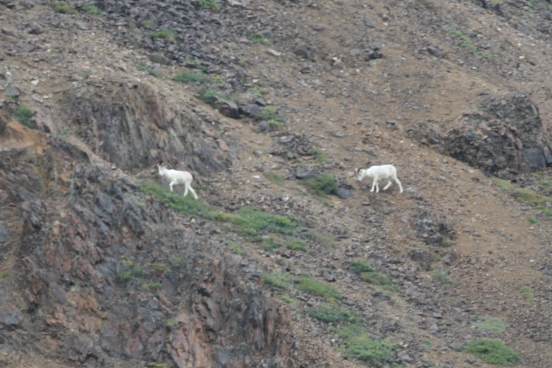 goats on the side of the mountain during the day