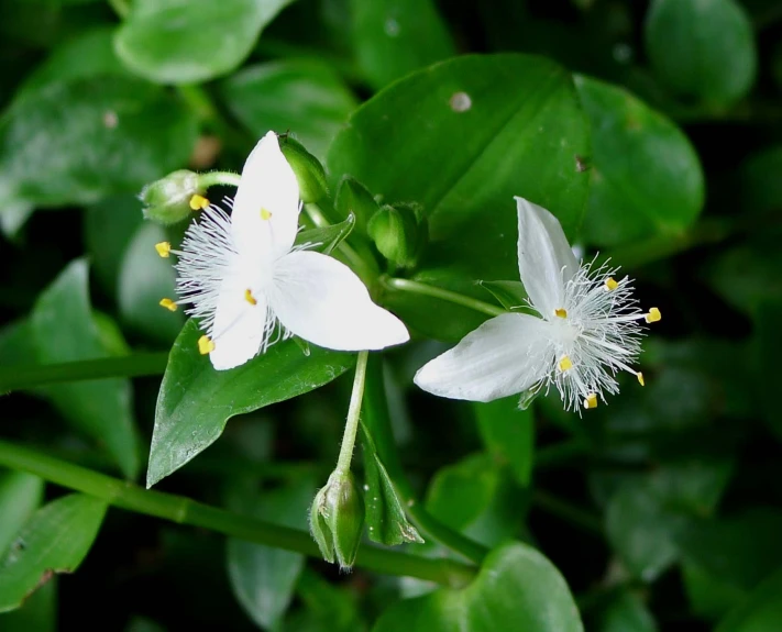 some white flowers blooming on top of leaves