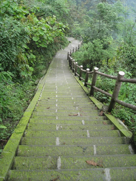 a stone path in the middle of a forest