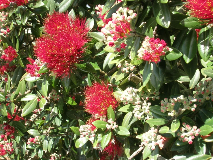 a tree with bright red flowers and green leaves
