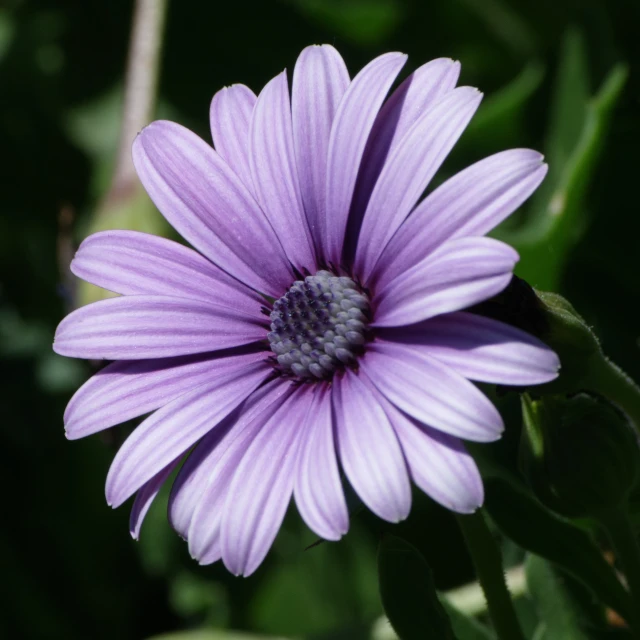 a single flower with a blue center