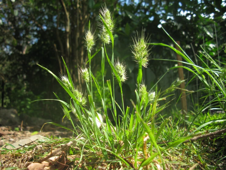 a green plant in some dirt near trees