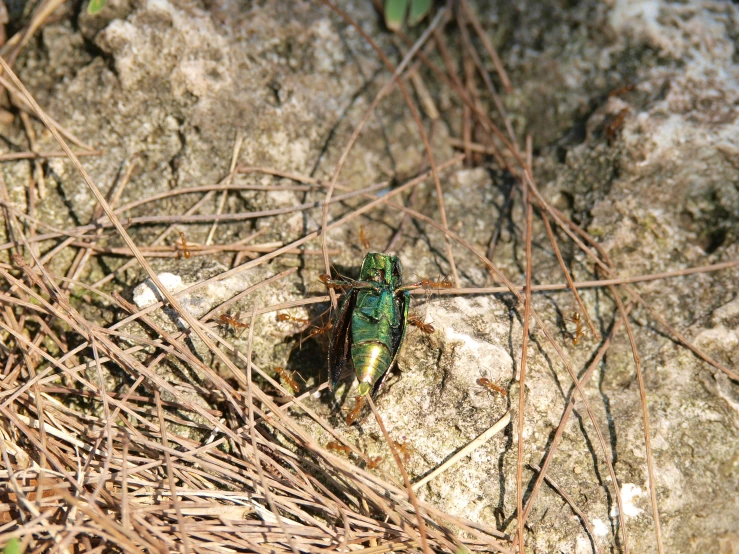 a very pretty bug by some brown twigs