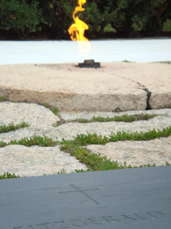 a fire in a fire pit with plants next to it