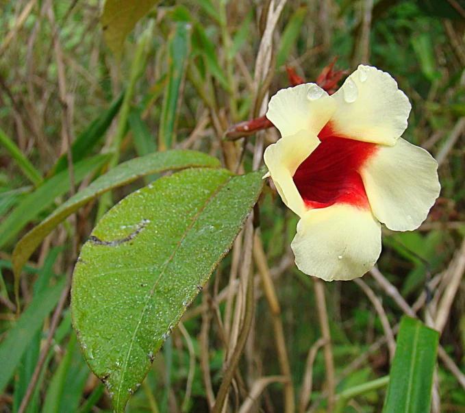 a bright yellow and red flower on a green leaf
