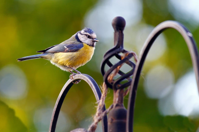 the small bird is perched on the fence