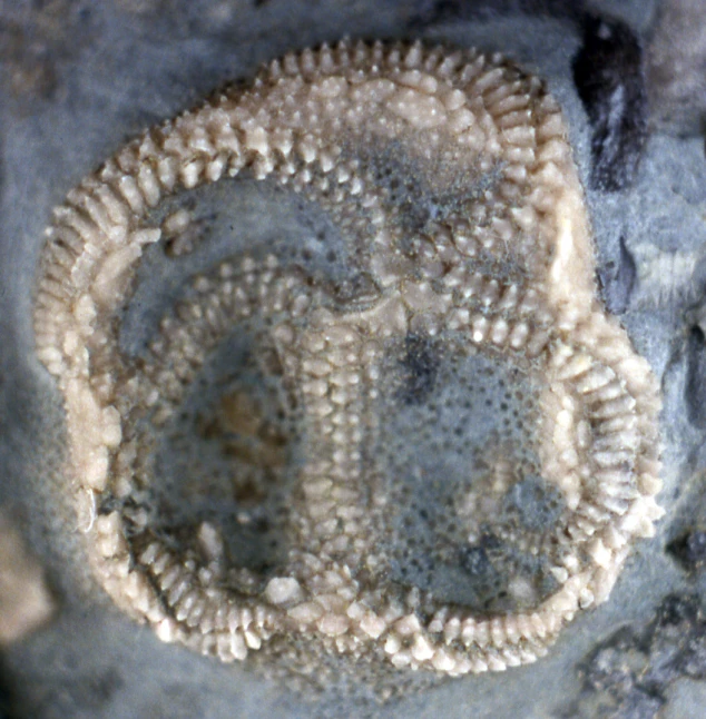 the top half of an animal's face covered with small, round shells