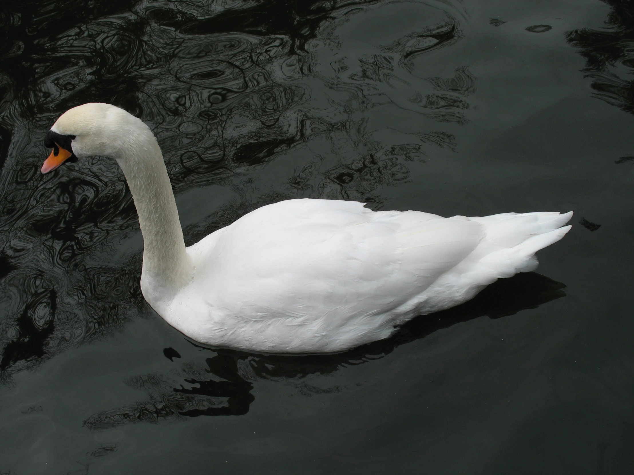 the white swan is swimming in the dark water