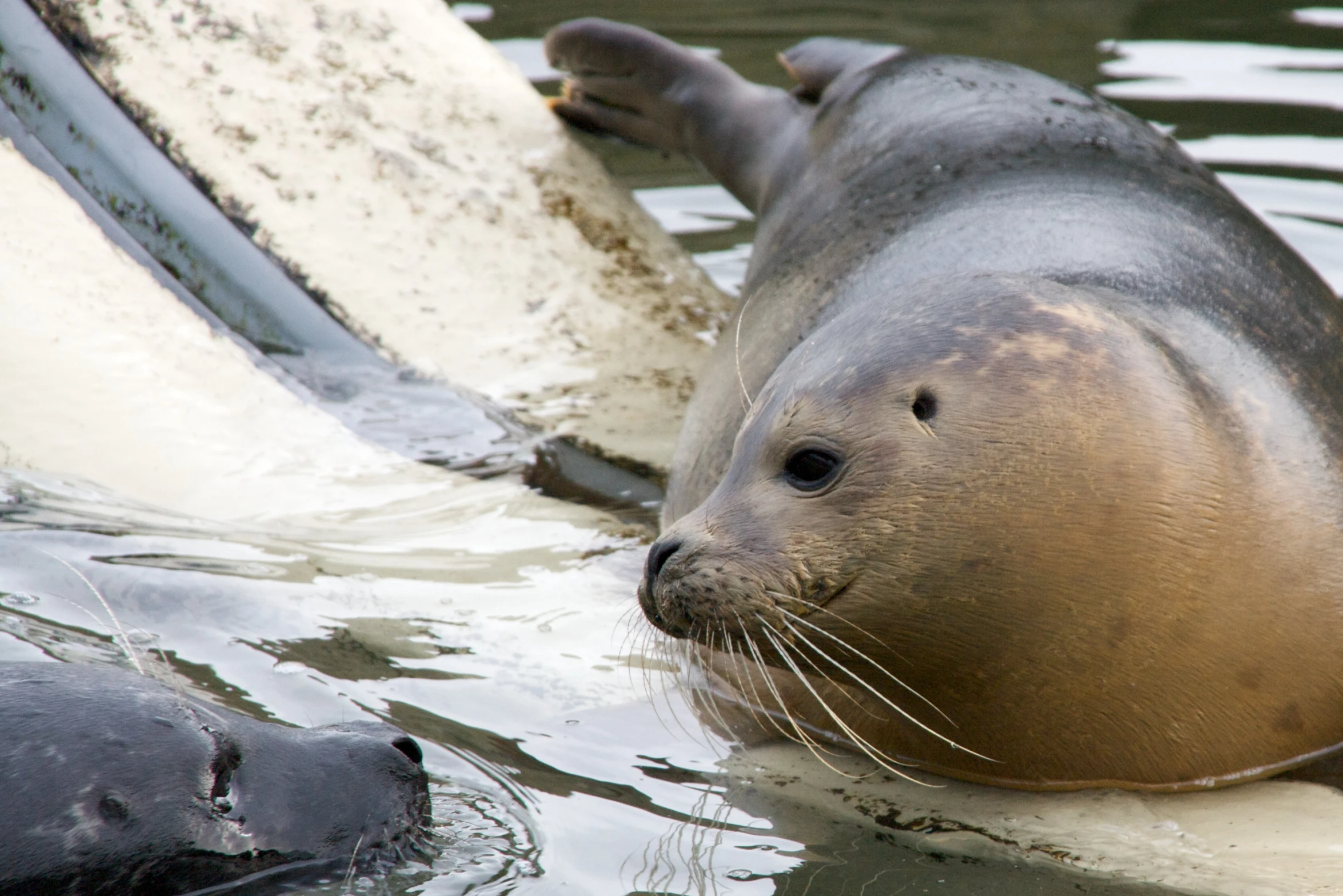 the seal was swimming in the water as it tries to catch soing