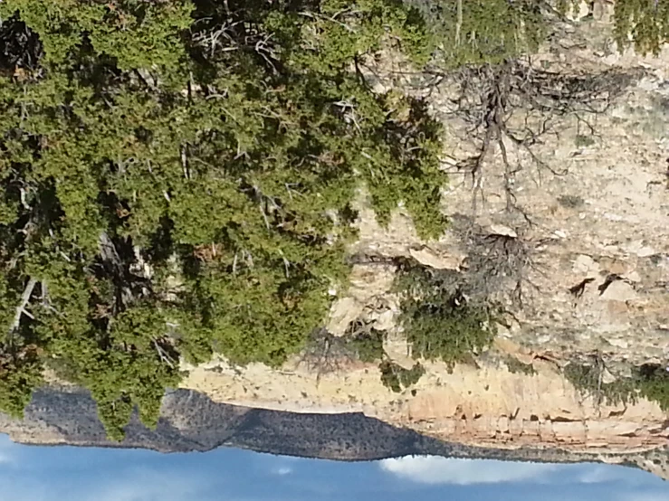 trees stand on a rocky cliff side