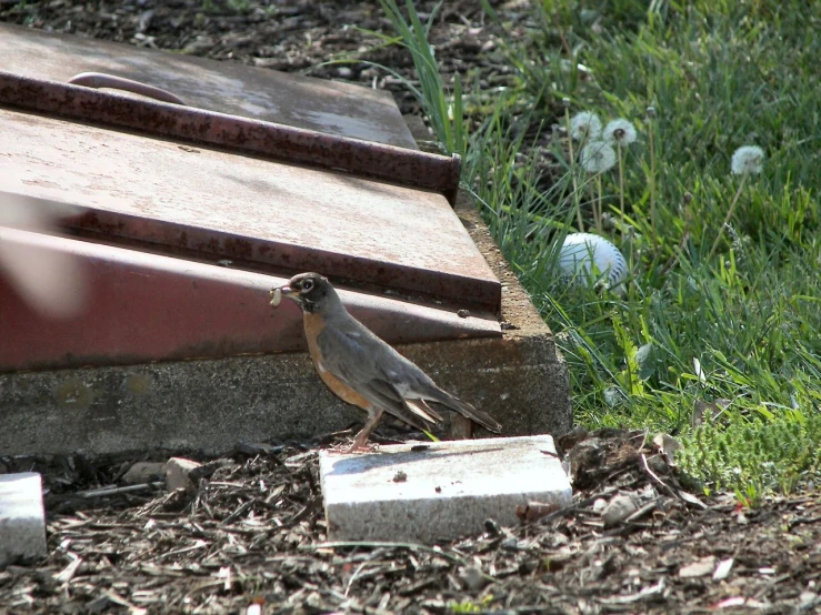 a bird standing in a dirt field next to a wooden bench
