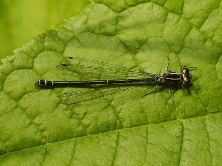 a black bug sitting on top of a leaf