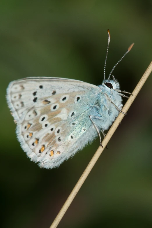 a erfly resting on a small stick