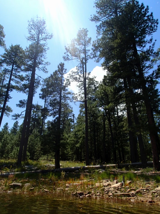 a clear sky in the middle of pine trees