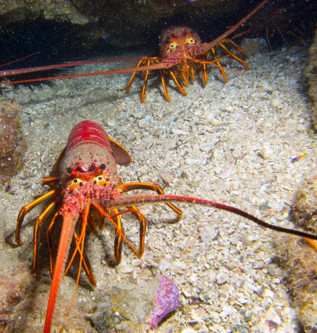 a couple of shrimp laying on top of the ocean floor