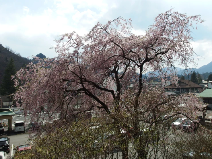 the view of a mountain town from below a cherry tree