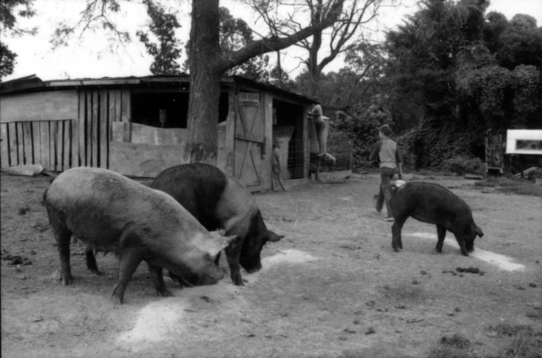 some pigs are grazing for food with people watching